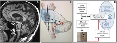 Commentary: Embodied Medicine: Mens Sana in Corpore Virtuale Sano